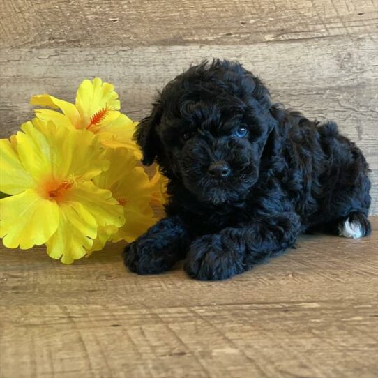 Schnoodle DOG Female Black 6100 Petland Pensacola, Florida