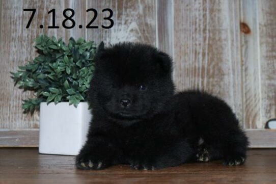 Chow Chow DOG Male Black 6101 Petland Pensacola, Florida