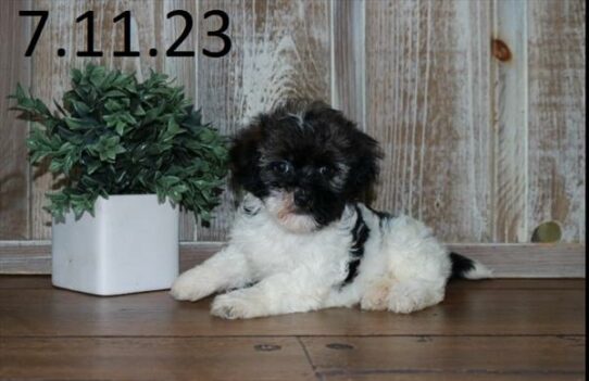 Havanese-DOG-Female-Sable / White-6103-Petland Pensacola, Florida