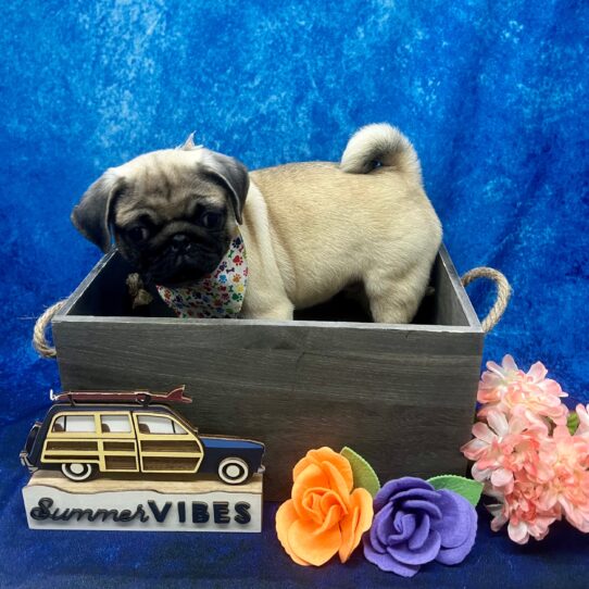 Pug-DOG-Male-Fawn-5972-Petland Pensacola, Florida