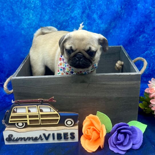 Pug-DOG-Female-Fawn-5973-Petland Pensacola, Florida