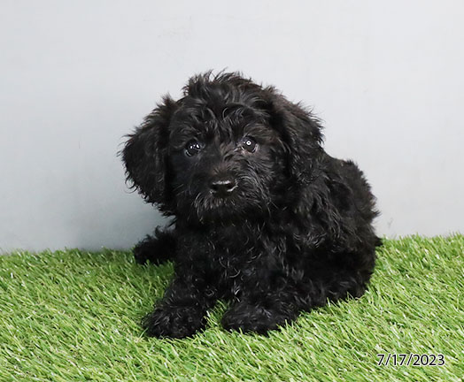 Schnoodle DOG Male Black 6112 Petland Pensacola, Florida