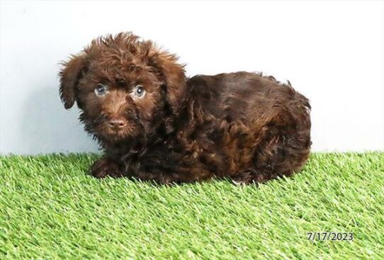 Schnoodle DOG Male Chocolate 6113 Petland Pensacola, Florida