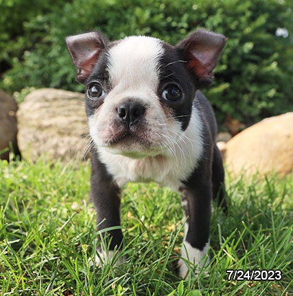 Boston Terrier DOG Male Black Brindle / White 6114 Petland Pensacola, Florida