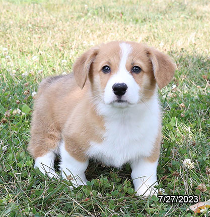 Pembroke Welsh Corgi DOG Male Sable / White 6115 Petland Pensacola, Florida