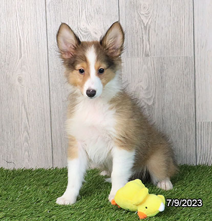 Shetland Sheepdog-DOG-Female-Sable / White-6117-Petland Pensacola, Florida