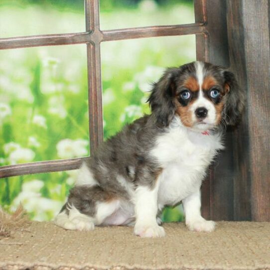 Cavalier King Charles Spaniel-DOG-Female-Blue Merle / Tan-6118-Petland Pensacola, Florida