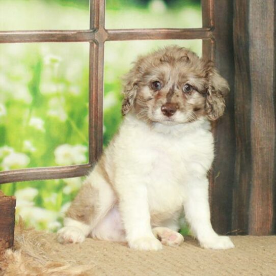 Cockapoo 2nd Gen-DOG-Male-White / Chocolate Merle-6120-Petland Pensacola, Florida