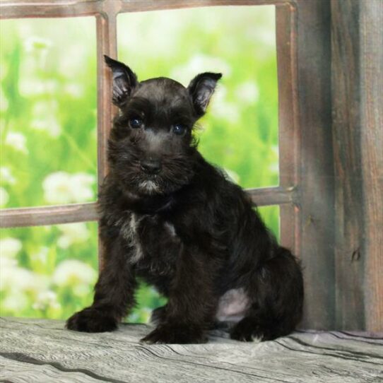 Mini Schnauzer-DOG-Male-Black-6121-Petland Pensacola, Florida