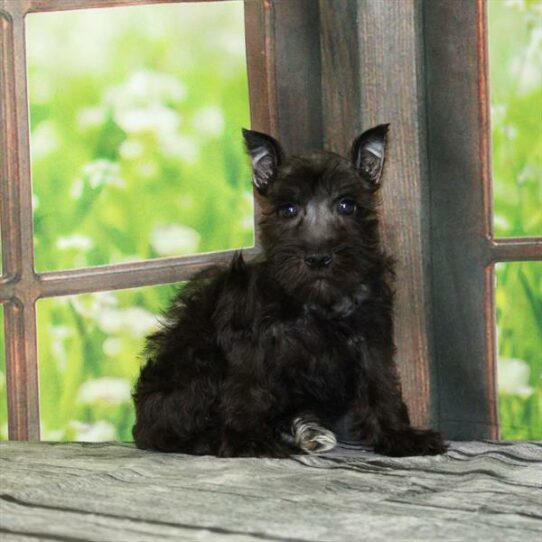 Mini Schnauzer-DOG-Female-Black-6122-Petland Pensacola, Florida