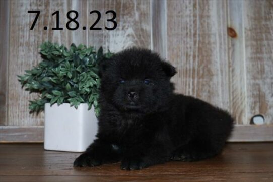 Chow Chow DOG Female Black 6130 Petland Pensacola, Florida