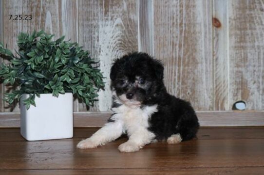 Aussiedoodle-DOG-Male-Black / White-6131-Petland Pensacola, Florida