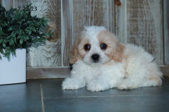 Cavachon-DOG-Male-Cream / White-6132-Petland Pensacola, Florida