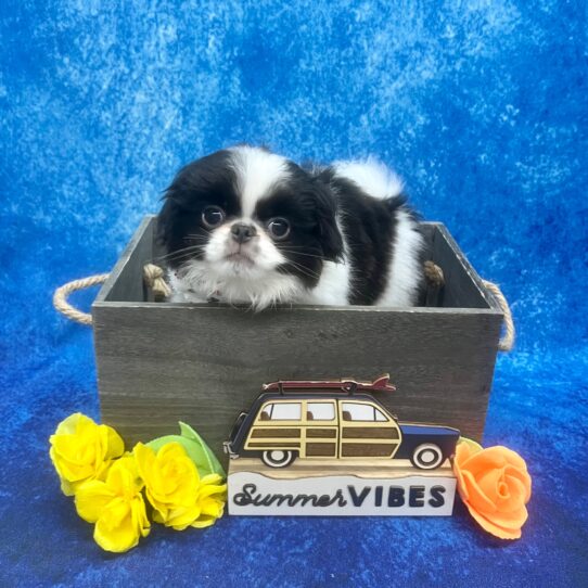 Japanese Chin-DOG-Male-Black/White-6056-Petland Pensacola, Florida