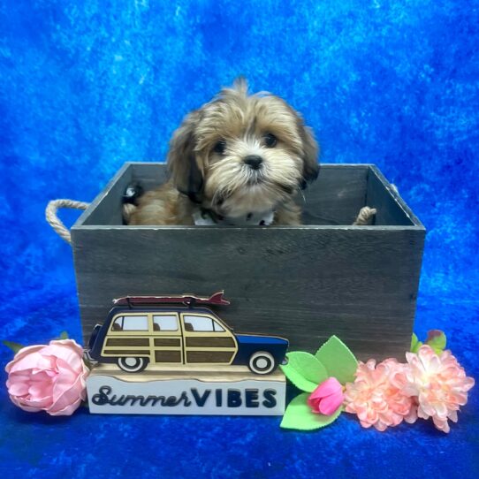 Lhasa Apso-DOG-Female-Golden/White-6060-Petland Pensacola, Florida