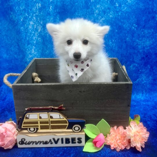 American Eskimo Dog DOG Female White 6062 Petland Pensacola, Florida