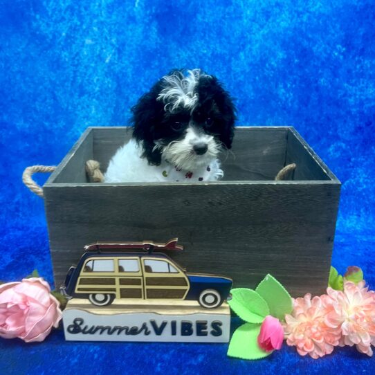 Cavapoo F2-DOG-Female-White-6076-Petland Pensacola, Florida