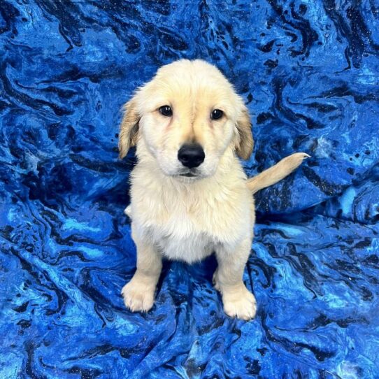 Golden Retriever DOG Male Golden 6127 Petland Pensacola, Florida