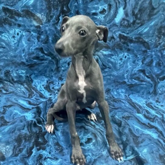 Italian Greyhound-DOG-Male-Blue-6129-Petland Pensacola, Florida