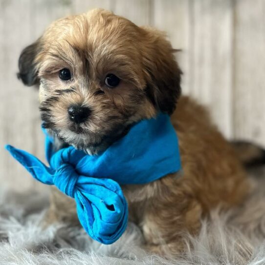 Havanese-DOG-Male-Sable-6123-Petland Pensacola, Florida