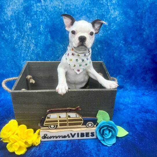 Boston Terrier DOG Female Black / White 6068 Petland Pensacola, Florida