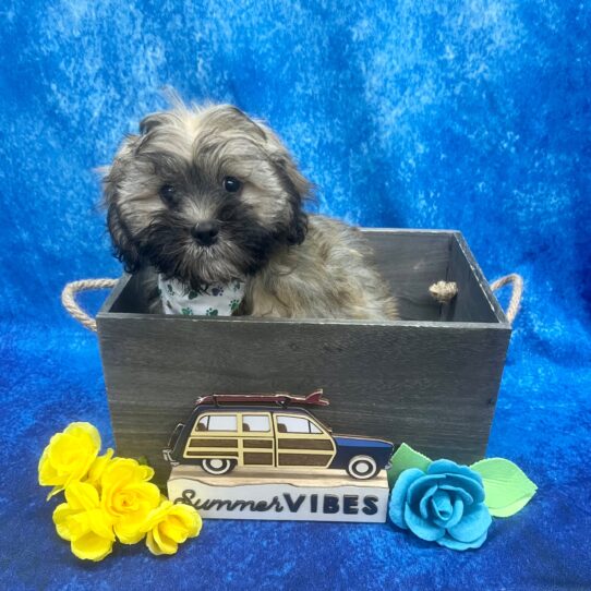 Lhasa Apso DOG Male Golden/White 6059 Petland Pensacola, Florida