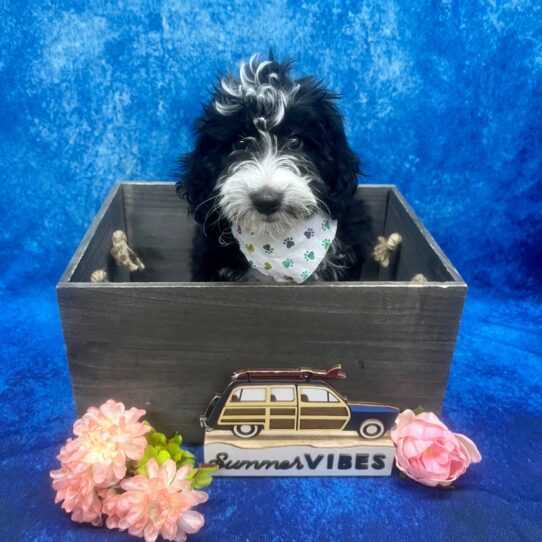 Miniature Bernedoodle 2nd Gen-DOG-Female-Black-6155-Petland Pensacola, Florida