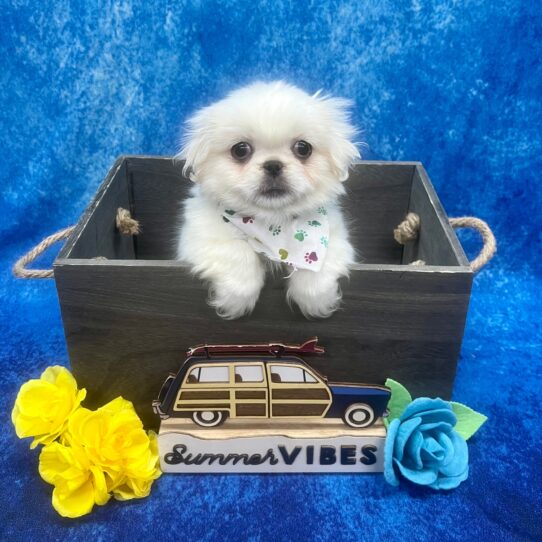 Pekingese-DOG-Male-Cream / White-6157-Petland Pensacola, Florida