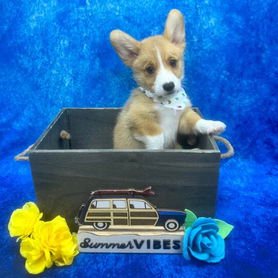 Pembroke Welsh Corgi DOG Male Red / White 6158 Petland Pensacola, Florida