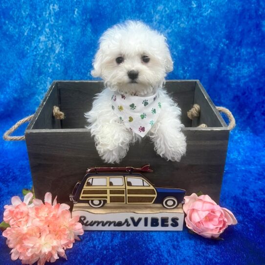 Maltese-DOG-Female-White-6160-Petland Pensacola, Florida