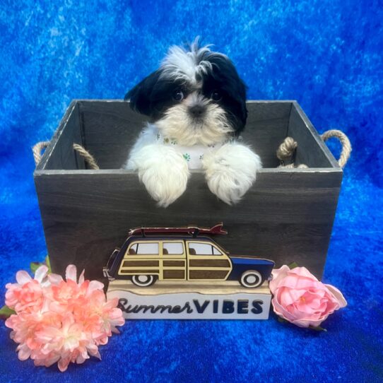 Shih Tzu DOG Female Black/White Parti 6161 Petland Pensacola, Florida