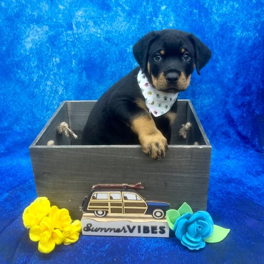 Rottweiler-DOG-Male-Black/Rust-6163-Petland Pensacola, Florida