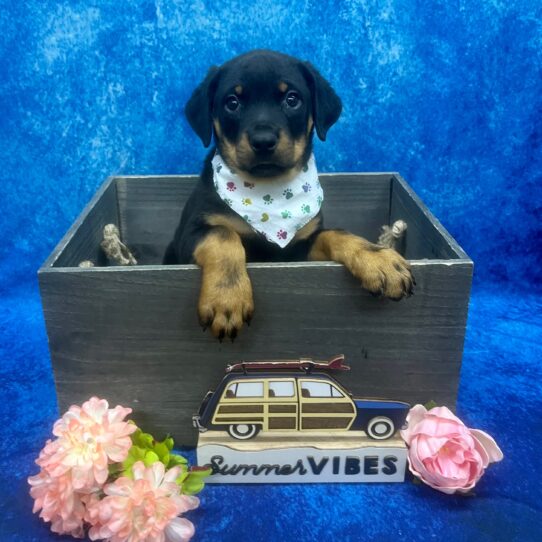 Rottweiler-DOG-Female-Black/Rust-6164-Petland Pensacola, Florida