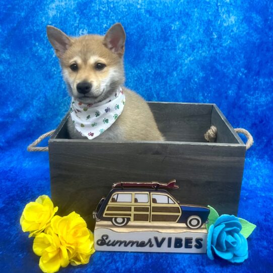 Shiba Inu DOG Male Red Sesame 6166 Petland Pensacola, Florida