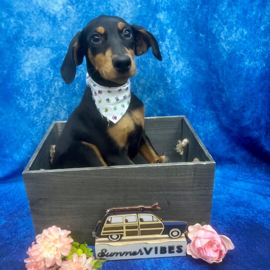 Doberman Pinscher-DOG-Female-Black/Rust-6045-Petland Pensacola, Florida