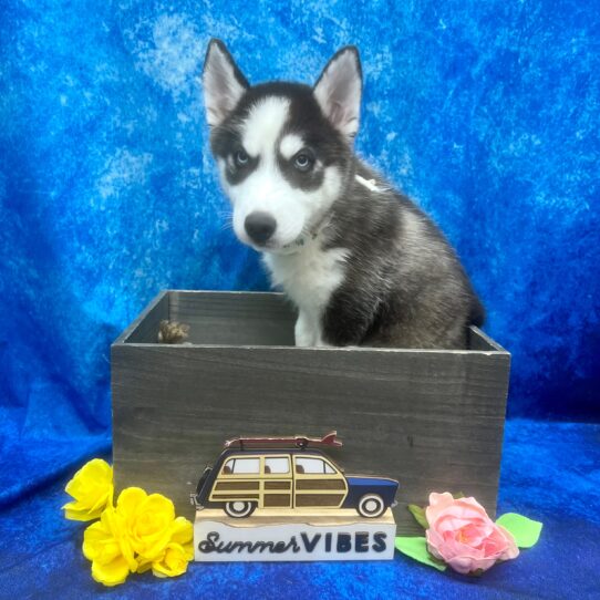 Siberian Husky DOG Female Black / White 6080 Petland Pensacola, Florida