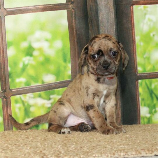 Puggle DOG Male Chocolate Merle 6185 Petland Pensacola, Florida