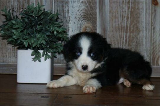 Australian Shepherd DOG Female Black 6189 Petland Pensacola, Florida