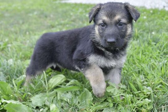 German Shepherd-DOG-Female-Black / Tan-6191-Petland Pensacola, Florida