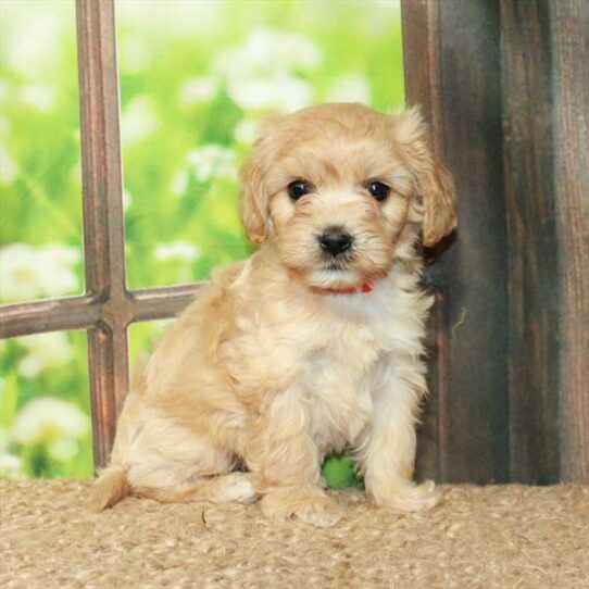 Cavachon-DOG-Female-Apricot-6214-Petland Pensacola, Florida