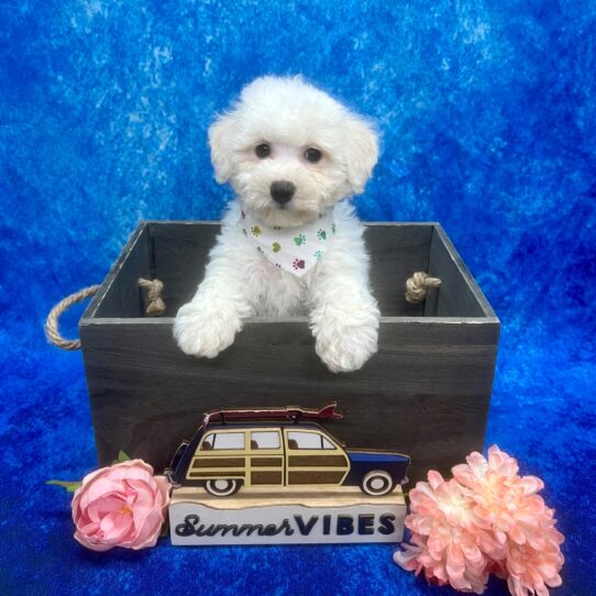 Bichon Frise-DOG-Female-White-6198-Petland Pensacola, Florida