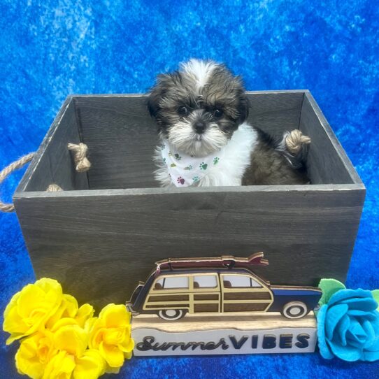 Shih Tzu-DOG-Male-Golden/White Parti-6197-Petland Pensacola, Florida