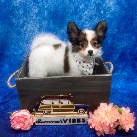 Papillon DOG Female Sable/White 6195 Petland Pensacola, Florida