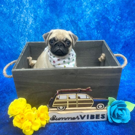 Pug-DOG-Male-Fawn-6192-Petland Pensacola, Florida