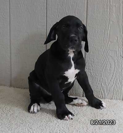 Great Dane-DOG-Male-Black-6240-Petland Pensacola, Florida