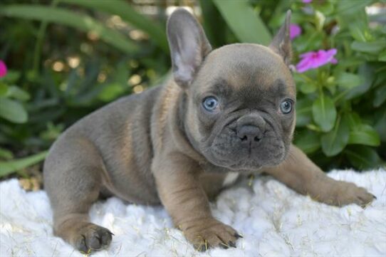 French Bulldog DOG Male Blue Fawn 6246 Petland Pensacola, Florida