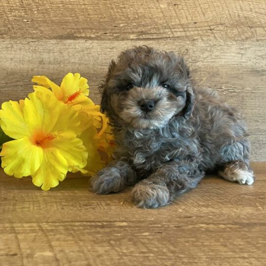 Schnoodle DOG Male Blue Merle 6099 Petland Pensacola, Florida