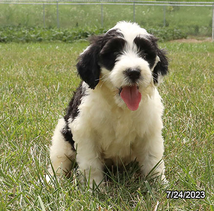 Portuguese Water Dog-DOG-Female-Black / White-6116-Petland Pensacola, Florida