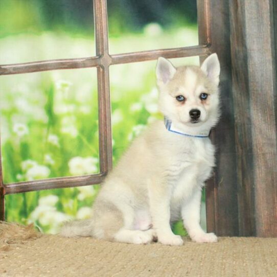 Alaskan Klee Kai-DOG-Male-Agouti / White-6119-Petland Pensacola, Florida