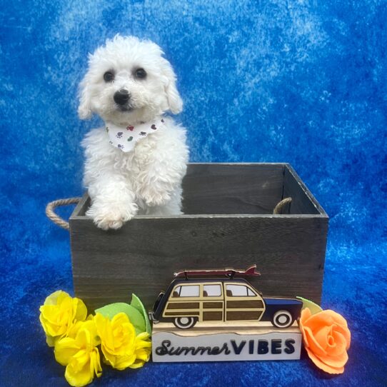 Bichon Frise-DOG-Male-White-6061-Petland Pensacola, Florida